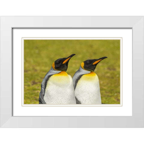 East Falkland Pair of king penguins White Modern Wood Framed Art Print with Double Matting by Illg, Cathy and Gordon