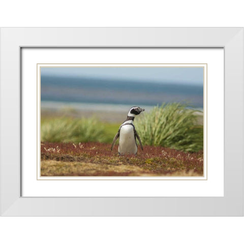 Sea Lion Island Solitary Magellanic penguin White Modern Wood Framed Art Print with Double Matting by Illg, Cathy and Gordon