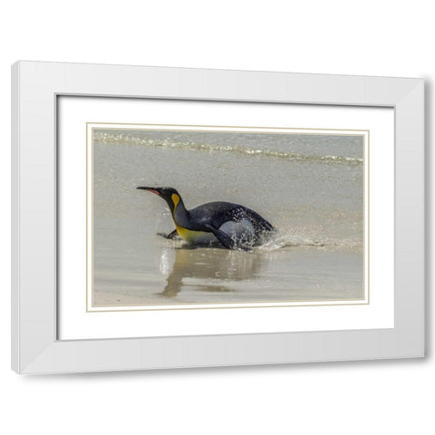 East Falkland King penguin on beach White Modern Wood Framed Art Print with Double Matting by Illg, Cathy and Gordon