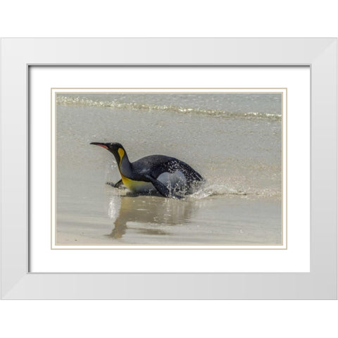 East Falkland King penguin on beach White Modern Wood Framed Art Print with Double Matting by Illg, Cathy and Gordon