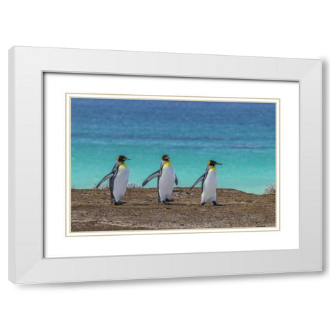 East Falkland King penguins walking White Modern Wood Framed Art Print with Double Matting by Illg, Cathy and Gordon
