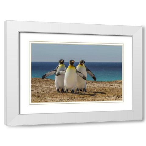 East Falkland, Volunteer Point King penguins White Modern Wood Framed Art Print with Double Matting by Illg, Cathy and Gordon