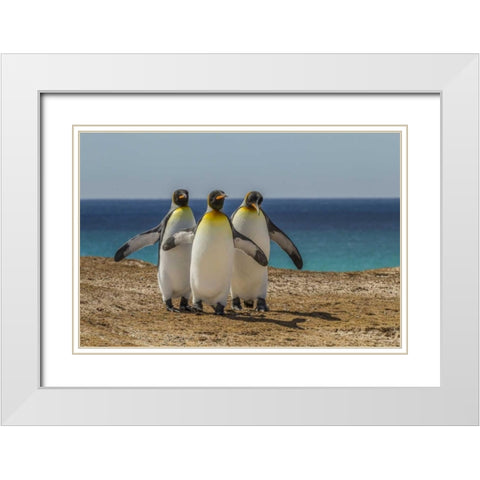 East Falkland, Volunteer Point King penguins White Modern Wood Framed Art Print with Double Matting by Illg, Cathy and Gordon