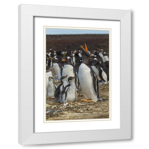 East Falkland Gentoo penguin colony White Modern Wood Framed Art Print with Double Matting by Illg, Cathy and Gordon