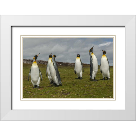 East Falkland Members of king penguin colony White Modern Wood Framed Art Print with Double Matting by Illg, Cathy and Gordon