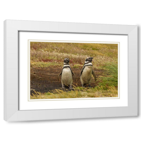 Sea Lion Island Magellanic penguins White Modern Wood Framed Art Print with Double Matting by Illg, Cathy and Gordon