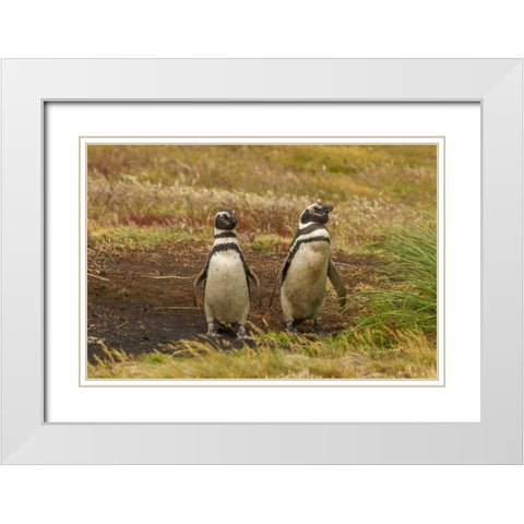 Sea Lion Island Magellanic penguins White Modern Wood Framed Art Print with Double Matting by Illg, Cathy and Gordon