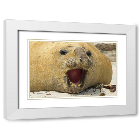 Sea Lion Island Southern elephant seal White Modern Wood Framed Art Print with Double Matting by Illg, Cathy and Gordon