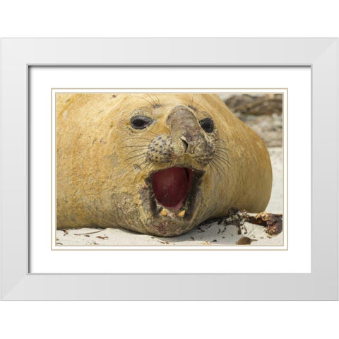 Sea Lion Island Southern elephant seal White Modern Wood Framed Art Print with Double Matting by Illg, Cathy and Gordon