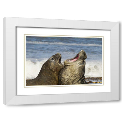 Sea Lion Island Southern elephant seals fighting White Modern Wood Framed Art Print with Double Matting by Illg, Cathy and Gordon
