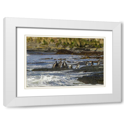 Sea Lion Island Magellanic penguins and surf White Modern Wood Framed Art Print with Double Matting by Illg, Cathy and Gordon
