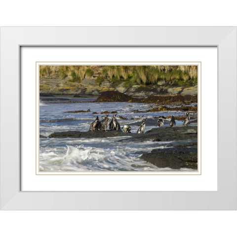 Sea Lion Island Magellanic penguins and surf White Modern Wood Framed Art Print with Double Matting by Illg, Cathy and Gordon
