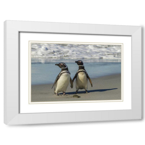 Sea Lion Island Magellanic penguins on beach White Modern Wood Framed Art Print with Double Matting by Illg, Cathy and Gordon