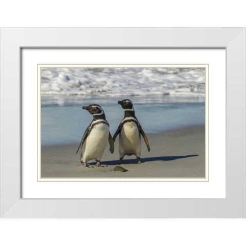 Sea Lion Island Magellanic penguins on beach White Modern Wood Framed Art Print with Double Matting by Illg, Cathy and Gordon