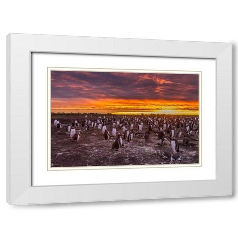 Sea Lion Island Gentoo penguins colony at sunset White Modern Wood Framed Art Print with Double Matting by Illg, Cathy and Gordon