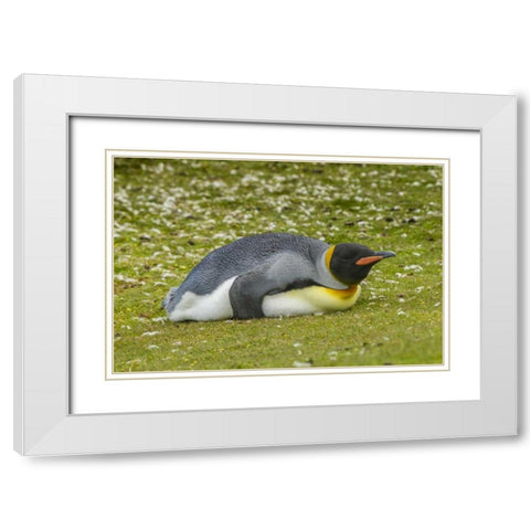 East Falkland King penguin lying on grass White Modern Wood Framed Art Print with Double Matting by Illg, Cathy and Gordon