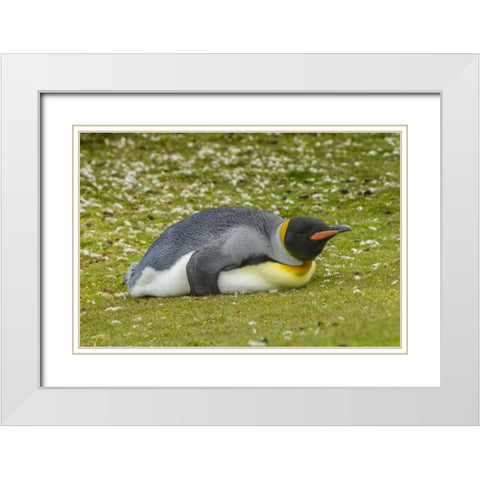 East Falkland King penguin lying on grass White Modern Wood Framed Art Print with Double Matting by Illg, Cathy and Gordon