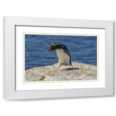 Bleaker Island Rockhopper penguin hopping White Modern Wood Framed Art Print with Double Matting by Illg, Cathy and Gordon