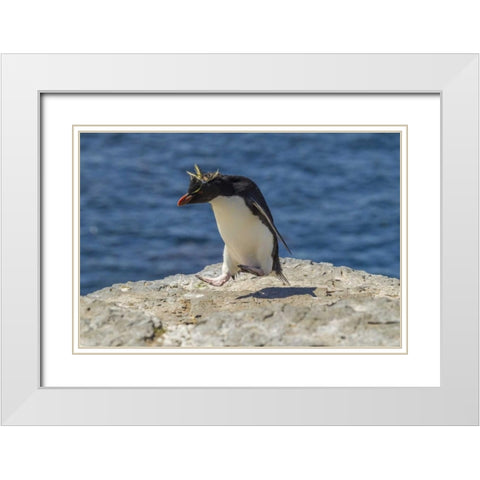 Bleaker Island Rockhopper penguin hopping White Modern Wood Framed Art Print with Double Matting by Illg, Cathy and Gordon