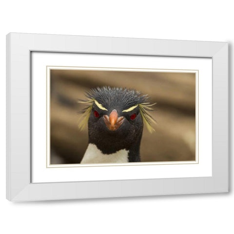 Saunders Island Rockhopper penguin portrait White Modern Wood Framed Art Print with Double Matting by Illg, Cathy and Gordon