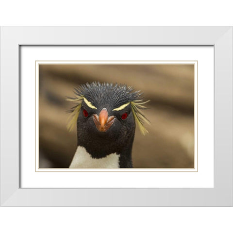 Saunders Island Rockhopper penguin portrait White Modern Wood Framed Art Print with Double Matting by Illg, Cathy and Gordon