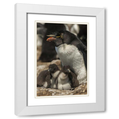 Bleaker Island Rockhopper penguin and chicks White Modern Wood Framed Art Print with Double Matting by Illg, Cathy and Gordon