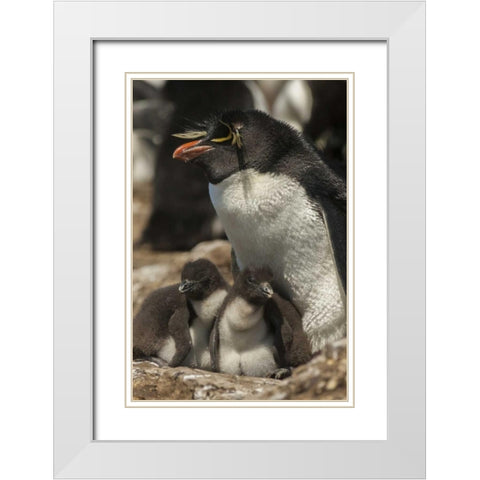 Bleaker Island Rockhopper penguin and chicks White Modern Wood Framed Art Print with Double Matting by Illg, Cathy and Gordon