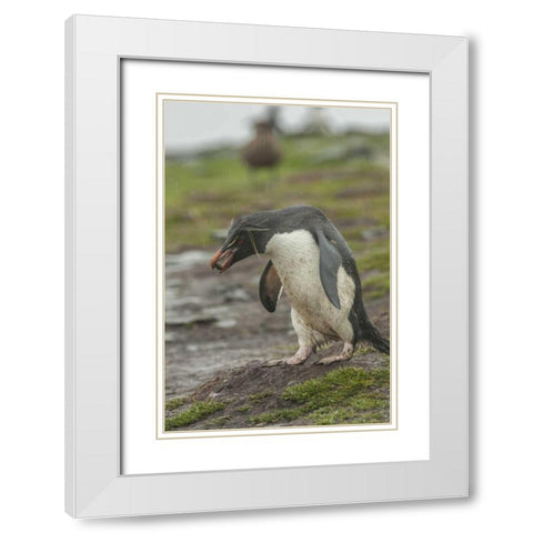 Bleaker Island Rockhopper penguin with pebble White Modern Wood Framed Art Print with Double Matting by Illg, Cathy and Gordon