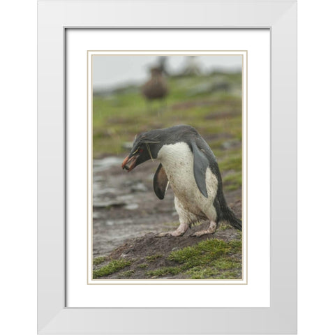 Bleaker Island Rockhopper penguin with pebble White Modern Wood Framed Art Print with Double Matting by Illg, Cathy and Gordon