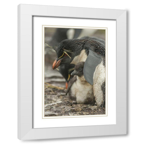 Bleaker Island Rockhopper penguin and chick White Modern Wood Framed Art Print with Double Matting by Illg, Cathy and Gordon