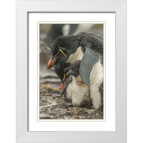 Bleaker Island Rockhopper penguin and chick White Modern Wood Framed Art Print with Double Matting by Illg, Cathy and Gordon