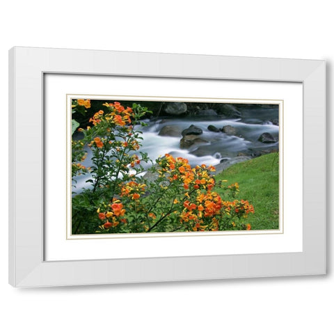 Costa Rica, Savegre River Valley Wildflowers White Modern Wood Framed Art Print with Double Matting by Illg, Cathy and Gordon