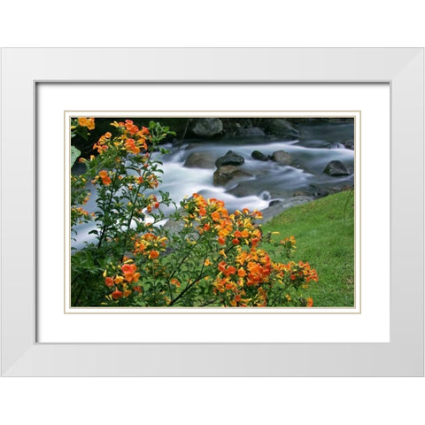 Costa Rica, Savegre River Valley Wildflowers White Modern Wood Framed Art Print with Double Matting by Illg, Cathy and Gordon