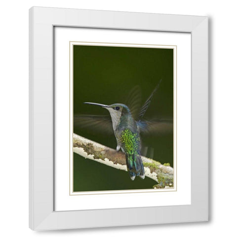 Costa Rica, Crowned wood nymph butterfly White Modern Wood Framed Art Print with Double Matting by Illg, Cathy and Gordon
