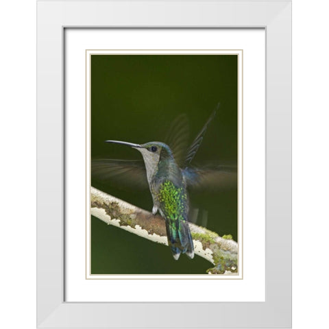 Costa Rica, Crowned wood nymph butterfly White Modern Wood Framed Art Print with Double Matting by Illg, Cathy and Gordon