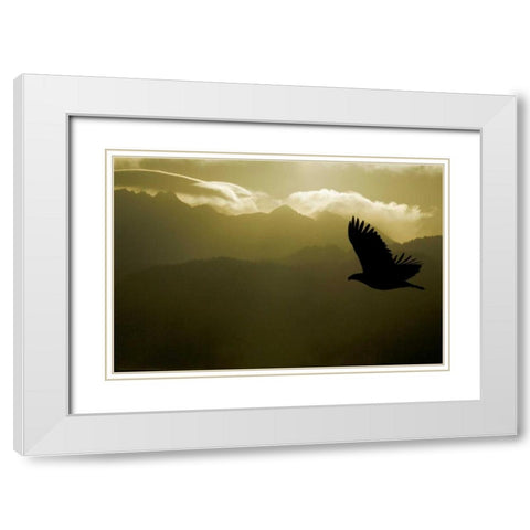 AK, Homer Silhouette of bald eagle flying White Modern Wood Framed Art Print with Double Matting by Morris, Arthur