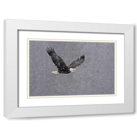 AK, Chilkat Bald eagle flying through snowstorm White Modern Wood Framed Art Print with Double Matting by Illg, Cathy and Gordon