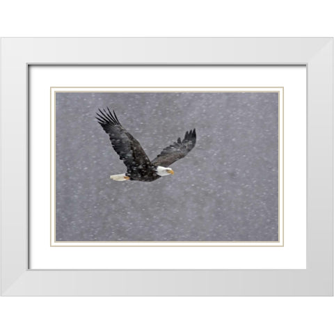 AK, Chilkat Bald eagle flying through snowstorm White Modern Wood Framed Art Print with Double Matting by Illg, Cathy and Gordon