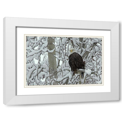 AK, Chilkat Bald eagle on snow- covered tree White Modern Wood Framed Art Print with Double Matting by Illg, Cathy and Gordon
