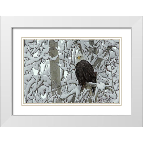 AK, Chilkat Bald eagle on snow- covered tree White Modern Wood Framed Art Print with Double Matting by Illg, Cathy and Gordon
