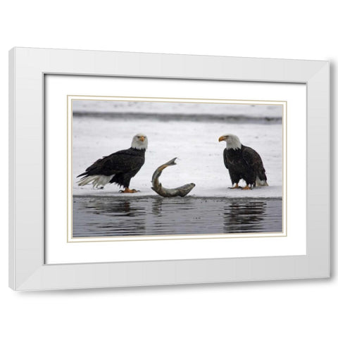AK, Chilkat Pair of bald eagles waiting to feed White Modern Wood Framed Art Print with Double Matting by Illg, Cathy and Gordon