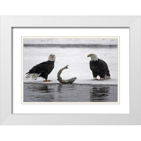 AK, Chilkat Pair of bald eagles waiting to feed White Modern Wood Framed Art Print with Double Matting by Illg, Cathy and Gordon
