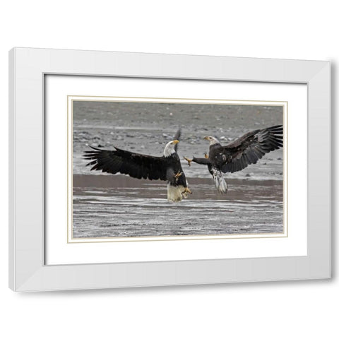 AK, Chilkat Two bald eagles fighting White Modern Wood Framed Art Print with Double Matting by Illg, Cathy and Gordon