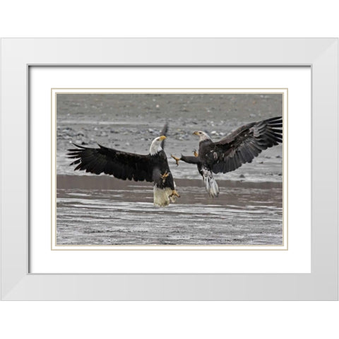 AK, Chilkat Two bald eagles fighting White Modern Wood Framed Art Print with Double Matting by Illg, Cathy and Gordon