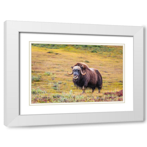 USA- Alaska- Noatak National Preserve. Bull Muskox on the arctic tundra. White Modern Wood Framed Art Print with Double Matting by Norrsell, Fredrik
