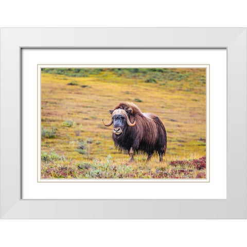 USA- Alaska- Noatak National Preserve. Bull Muskox on the arctic tundra. White Modern Wood Framed Art Print with Double Matting by Norrsell, Fredrik