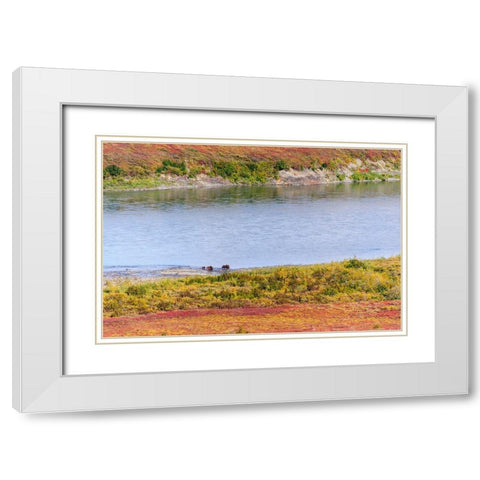 USA- Alaska- Noatak National Preserve. Muskox- a bull- a cow and a calf- along the Noatak River. White Modern Wood Framed Art Print with Double Matting by Norrsell, Fredrik