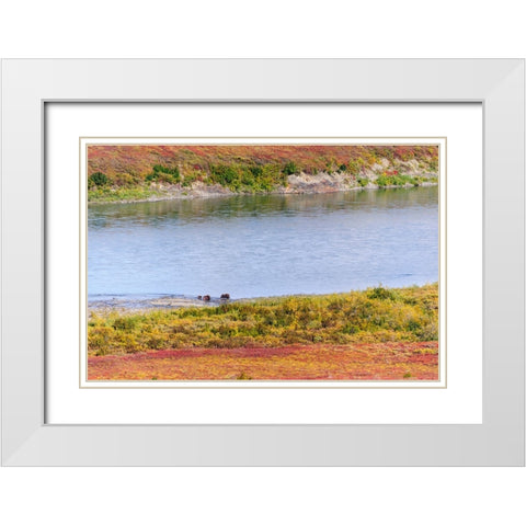 USA- Alaska- Noatak National Preserve. Muskox- a bull- a cow and a calf- along the Noatak River. White Modern Wood Framed Art Print with Double Matting by Norrsell, Fredrik