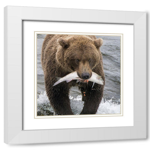 Alaska- Brooks Falls. Grizzley bear holding a salmon in its mouth. White Modern Wood Framed Art Print with Double Matting by Muir, Janet