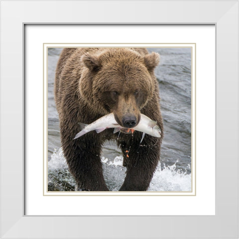 Alaska- Brooks Falls. Grizzley bear holding a salmon in its mouth. White Modern Wood Framed Art Print with Double Matting by Muir, Janet